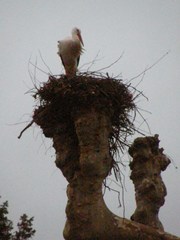 Ciconia ciconia