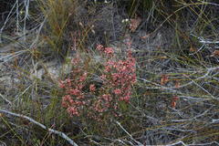 Erica selaginifolia