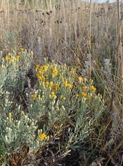 Galatella villosa