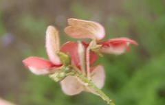 Indigofera verrucosa