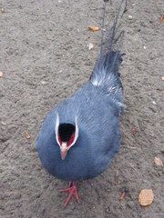 Crossoptilon auritum