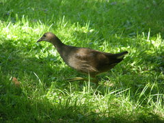 Gallinula chloropus