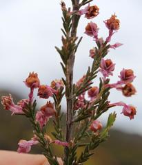 Erica selaginifolia