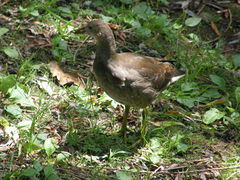 Gallinula chloropus