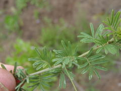 Indigofera verrucosa