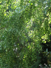 Ginkgo biloba