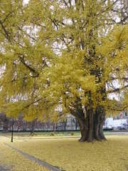 Ginkgo biloba