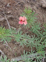 Indigofera verrucosa