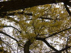Ginkgo biloba