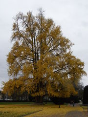 Ginkgo biloba
