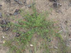 Indigofera verrucosa