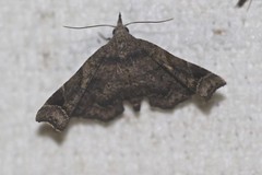 Esthlodora variabilis