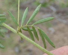 Indigofera verrucosa