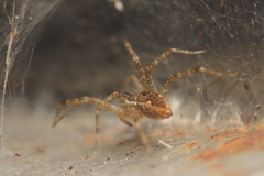 Dendrolycosa
