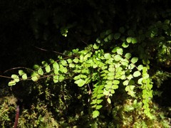 Asplenium trichomanes trichomanes