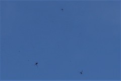 Argyrodes flavescens