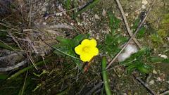 Moraea galaxia