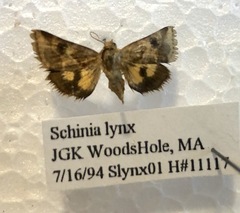 Schinia lynx