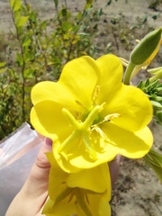 Oenothera