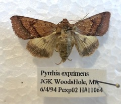Pyrrhia exprimens