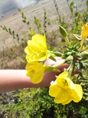 Oenothera