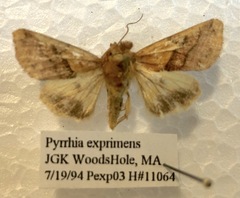 Pyrrhia exprimens