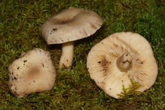 Lactarius vietus