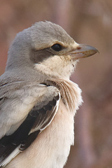Lanius excubitor