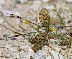 Nemoptera coa