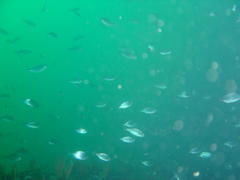 Spondyliosoma emarginatum