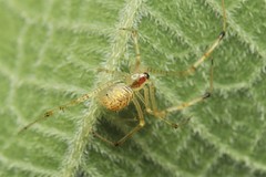 Chrysso lingchuanensis