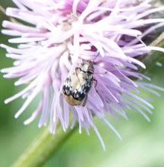 Megabruchidius dorsalis