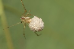 Chrysso lingchuanensis