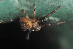 Pycnaxis