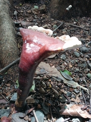 Ganoderma