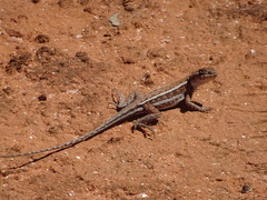 Ctenophorus spinodomus