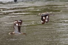 Burhinus senegalensis