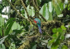 Apaloderma vittatum