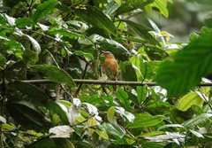 Cossyphicula roberti