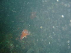 Chrysoblephus laticeps