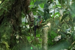 Apaloderma vittatum