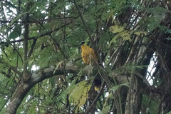 Telophorus multicolor