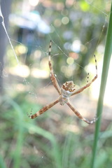 Argiope argentata