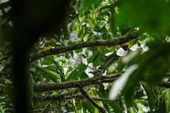 Smithornis capensis image