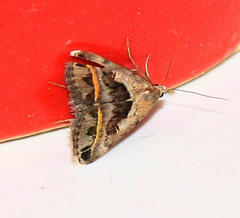 Acantholipes trimeni