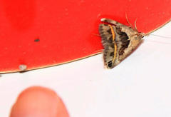 Acantholipes trimeni