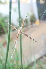 Argiope argentata