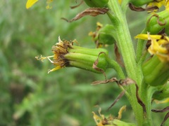 Ligularia subsagittata