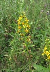 Ligularia subsagittata
