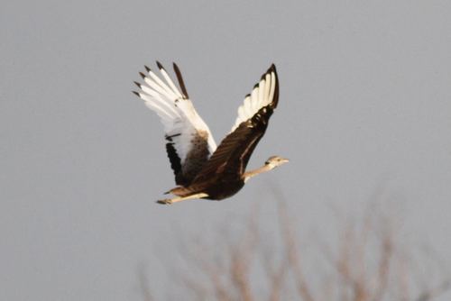 Black-bellied Bustard
